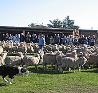 Curringa Farm - Accommodation and Farm Tours - Winery Find