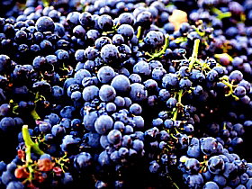 Granton TAS Winery Find