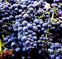 Laurel Bank Vineyard - Winery Find
