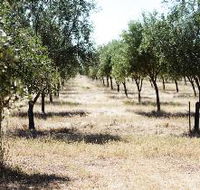 Talinga Grove Olive Oils - Winery Find