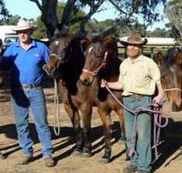 Coffin Bay Brumby Preservation Society Incorporated - Winery Find