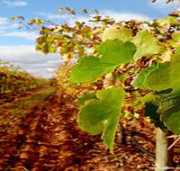 Mirabella Vineyards - Winery Find
