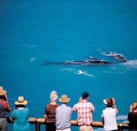 Whale Watching At Head Of Bight - Winery Find