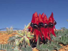 Alan Mclellan Lookout - Winery Find 0
