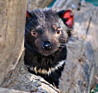 Trowunna Wildlife Sanctuary - Winery Find
