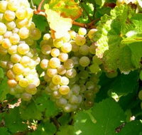Winstead Vineyard - Winery Find
