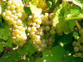 Winstead Vineyard - Winery Find 0