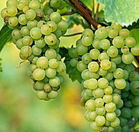 TP Vineyards - Winery Find