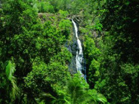 Kondalilla National Park - Winery Find 0