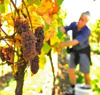 Native Point Wines - Winery Find