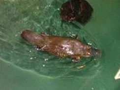 Platypus House - Winery Find 0