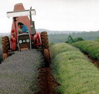 Bridestowe Lavender Farm - Winery Find