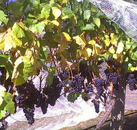 Palmara Vineyard - Winery Find