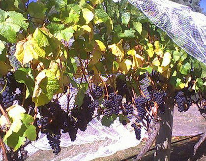 Palmara Vineyard - Winery Find 0