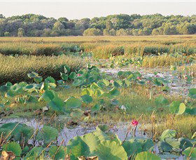 Fogg Dam Conservation Reserve - Winery Find 0