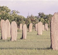 Magnetic Termite Mounds - Winery Find