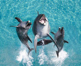 Sea World - Winery Find 0