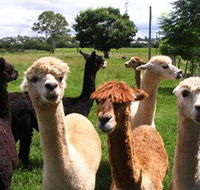 Banyandah Alpacas - Winery Find