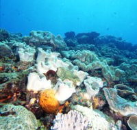 Mudjimba Old Woman Island Dive Site - Winery Find