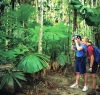Mount Sorrow Ridge Trail Daintree National Park - Winery Find