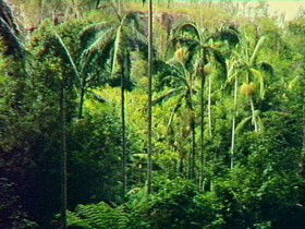 Fern Tree Pool And Giant's Chair Circuit - Winery Find 0