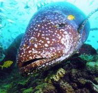 Lady Musgrave Island Dive Sites - Winery Find