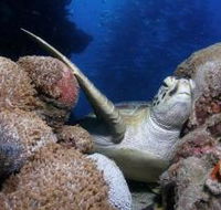 Light House Bommie Dive Site - Winery Find