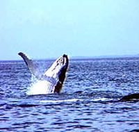 Whale Watching - Winery Find