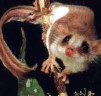 Carrowong Fauna Sanctuary - Winery Find