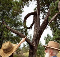 Charleville - Outback Native Timber Walk - Winery Find