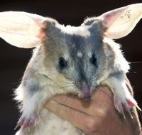 Charleville - Bilby Experience - Winery Find
