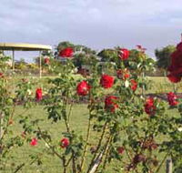 Elizabeth Park Rose Gardens - Winery Find