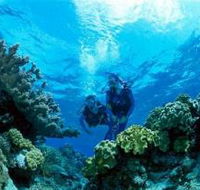 Coral Gardens Dive Site - Winery Find