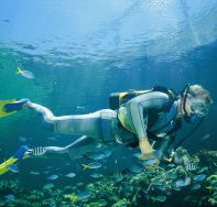 Manta Ray Bommie Dive Site - Winery Find