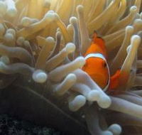 Flat Rock Dive Site - Winery Find
