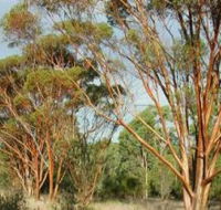 Myall Park Botanic Garden - Winery Find