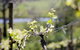 Elan Vineyard And Winery - thumb 0