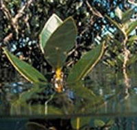 Jawbone Marine Sanctuary - Winery Find