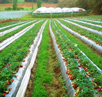 Kookaberry Strawberry Farm - Winery Find