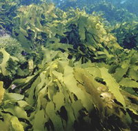 Barwon Bluff Marine Sanctuary - Winery Find