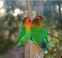 Ballarat Bird World - Winery Find