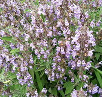 Otway Herbs - Winery Find