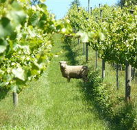 Passing Clouds - Winery Find