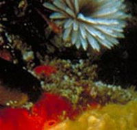 Point Cooke Marine Sanctuary - Winery Find