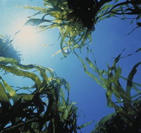 Marengo Reefs Marine Sanctuary - Winery Find