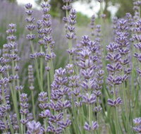 Warratina Lavender Farm - Winery Find
