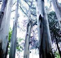 Dandenong Ranges National Park - Winery Find
