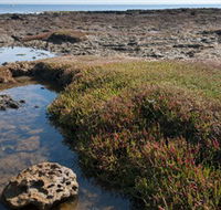 Ricketts Point Marine Sanctuary - Winery Find