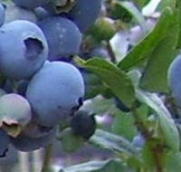 Tuckerberry Hill - Winery Find