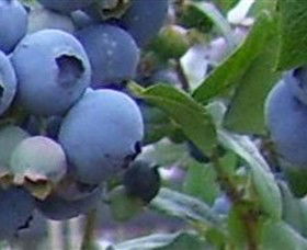 Tuckerberry Hill - Winery Find 0